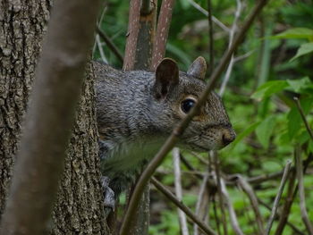 Close-up of squirrel on tree