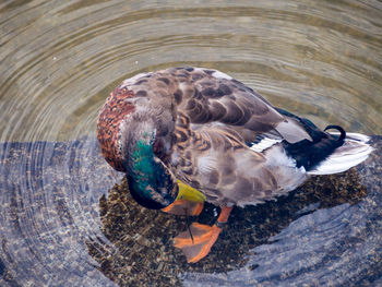 High angle view of mallard duck swimming in lake