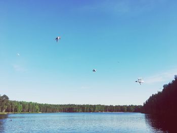 Birds flying over lake against blue sky