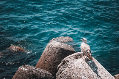 High angle view of bird on rock by sea