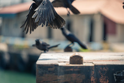 Close-up of pigeons flying