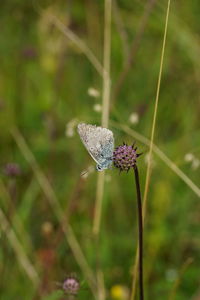 Close-up of butterfly on purple flower