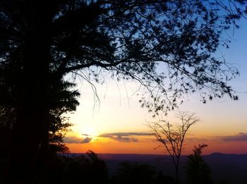 Silhouette of trees at sunset