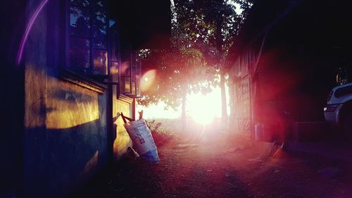 Illuminated trees at night