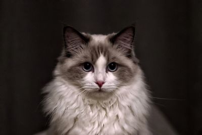 Close-up portrait of a cat