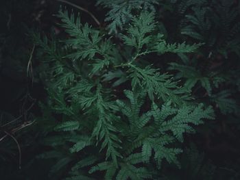 Close-up of pine tree