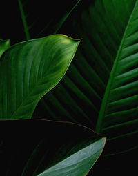 Close-up of green leaves