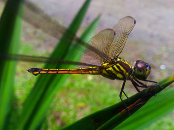 Close-up of dragonfly on leaf