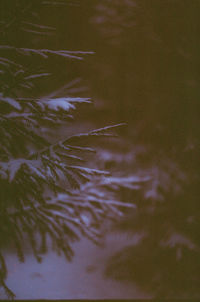 Full frame shot of plants in lake
