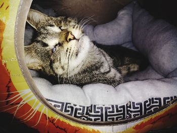 Close-up of cat sleeping