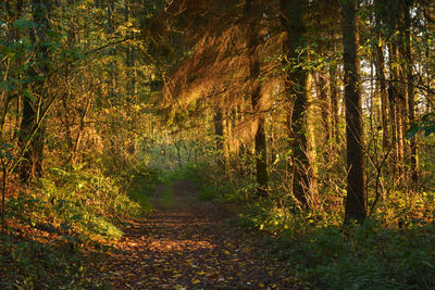 Trees in forest during autumn