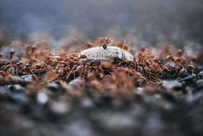 Close-up of ants on field