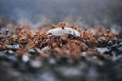 Close-up of ant on the field