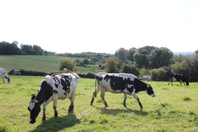 Cows grazing on field against clear sky