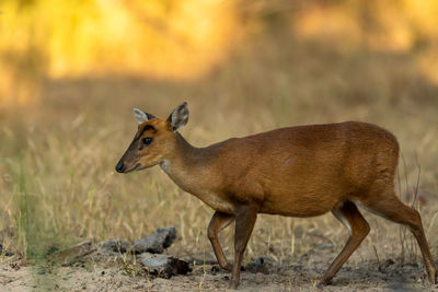 Deer standing on field