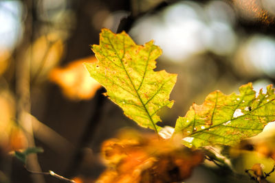 Close-up of autumn leaf