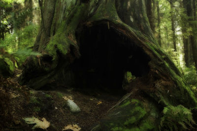 Close-up of tree trunk in forest