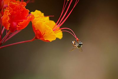 Close-up of bee pollinating on gulmohar