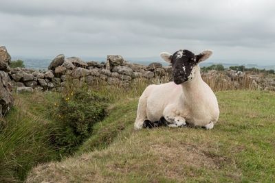 Sheep in a field