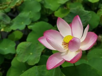 Close-up of pink water lily