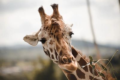 Close-up of giraffe