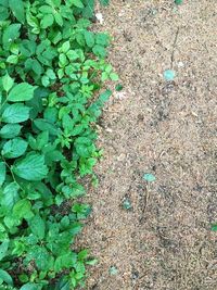 High angle view of plant growing on field