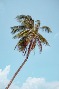 Low angle view of palm tree against sky