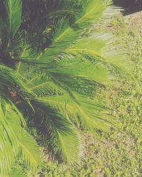 Plants growing on field