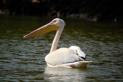 Swan swimming in lake