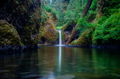 Scenic view of river amidst trees in forest