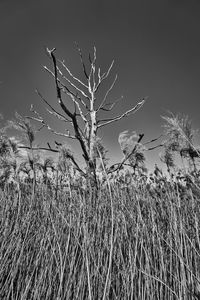 Low angle view of dry plants on field against sky