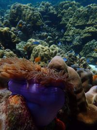 Close-up of turtle swimming in sea
