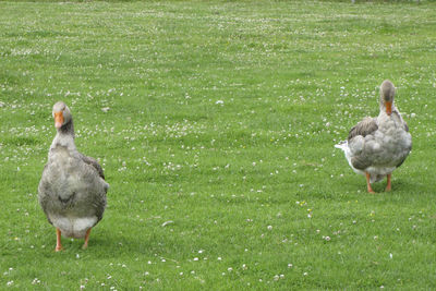 Ducks on field