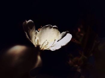 Close-up of white flower