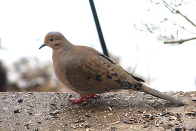 Close-up of bird perching on retaining wall