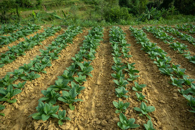 Plants growing on field