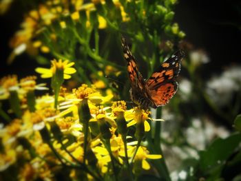 Close-up of butterfly perching on flower