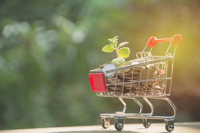 Close-up of tomatoes in basket