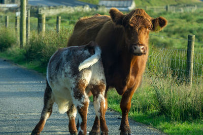 Horses standing in a field