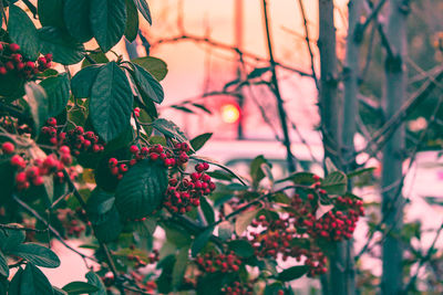 Close-up of red berries growing on tree