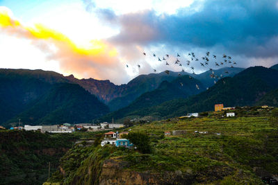 Flock of birds flying over mountains against sky