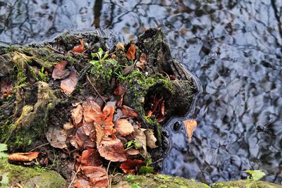 Close-up of tree trunk in forest