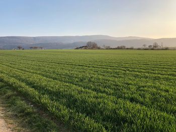 Scenic view of agricultural field against sky