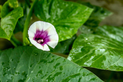 Close-up of wet purple flowering plant