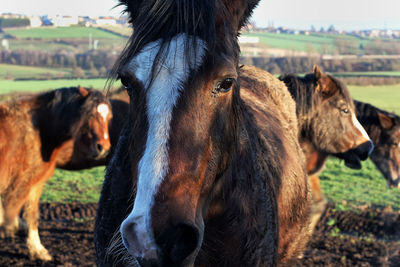 Close-up of horses in ranch