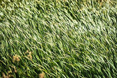Full frame shot of corn field