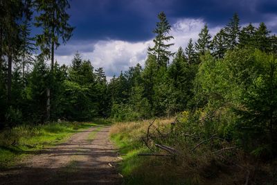 Dirt road amidst trees in forest against sky