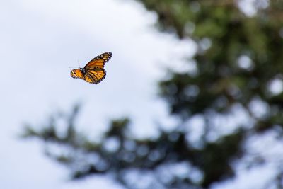 Low angle view of butterfly flying outdoors