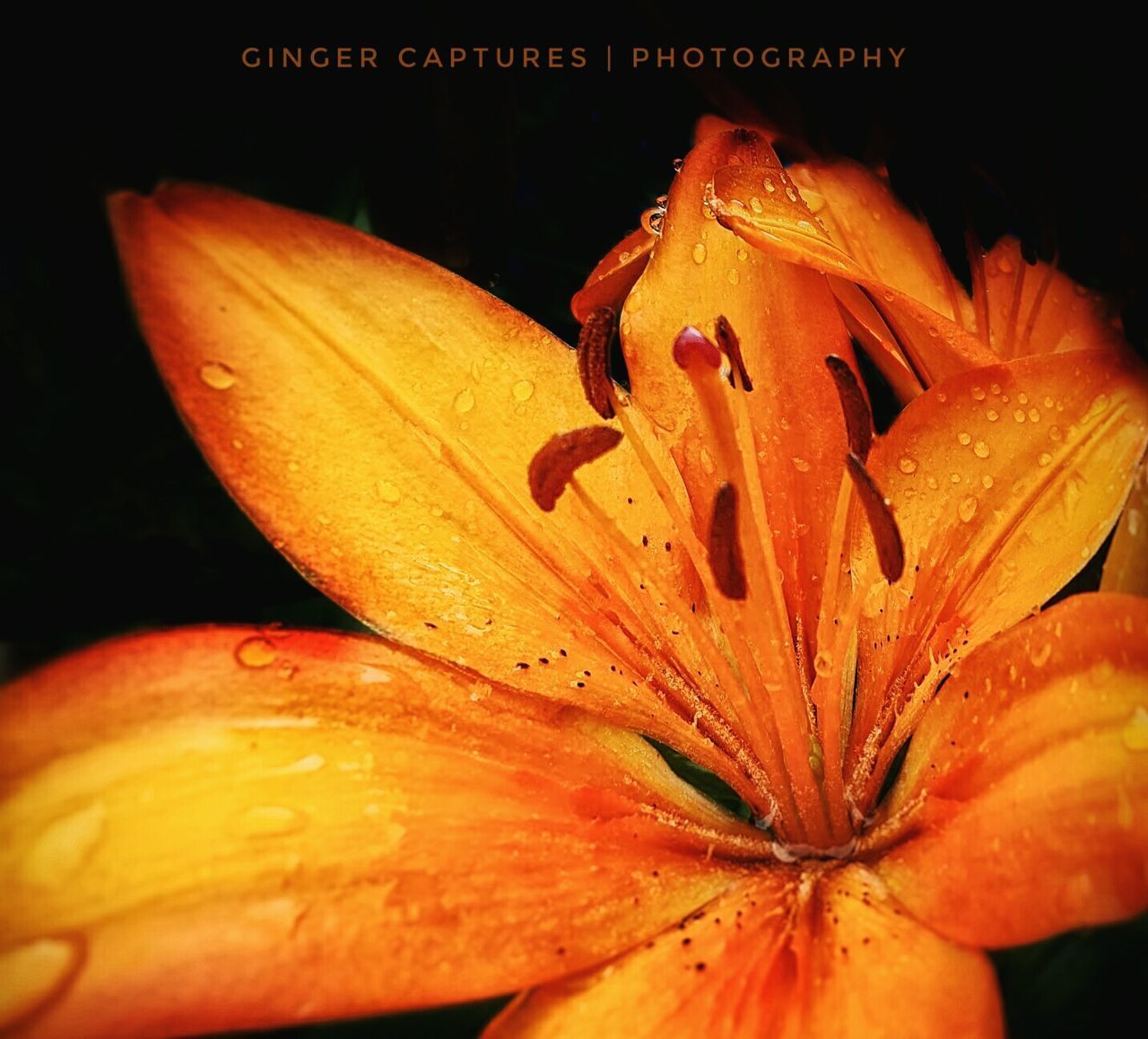 CLOSE-UP OF WATER DROPS ON DAY LILY