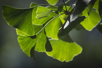 Close-up of plant